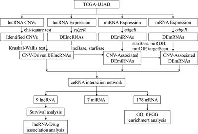 Exploring the Effect of Differentially Expressed Long Non-coding RNAs Driven by Copy Number Variation on Competing Endogenous RNA Network by Mining Lung Adenocarcinoma Data